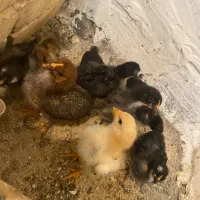 جوجه محلی ‌و جوجه بلدرچین مینیاتوری