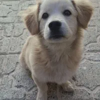 واگذاری سگ اشپیتز گوش افتاده|سگ|کرمانشاه, |دیوار