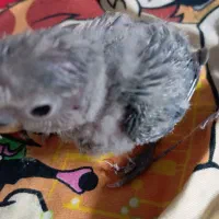 طوطی رنگ قشنگ خانگی تازه دون خور ی میکنه