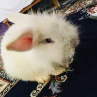 خرگوش دو نژاده خانگی