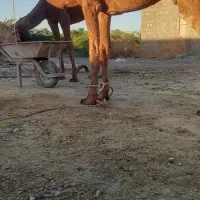 شتر نر برای فروش بازیاری