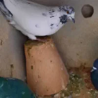 نردمگیرنرکله ای ماده سرخ