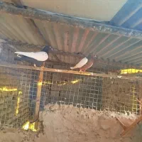 رنگه جفتگاه|پرنده|مشهد, ویلاشهر|دیوار