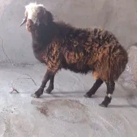 خرید و فروش گاو و گوساله|حیوانات مزرعه|تبریز, |دیوار