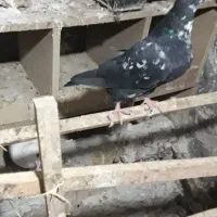 تعدادی کبوتر خوب