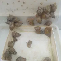 تعدادی حلزون