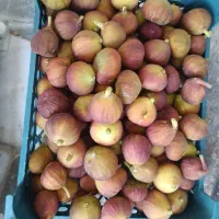 انجیر زرد شیرین و تازه ارگانیک کیلویی ۱۵۰