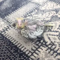 دوعددبچه عروس هلندی