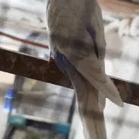 مرغ عشق|پرنده|زابل, |دیوار