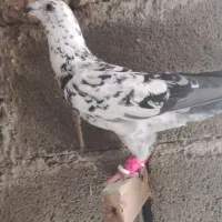 گلی پلاکی|پرنده|شیراز, شهدای شهرک سعدی|دیوار