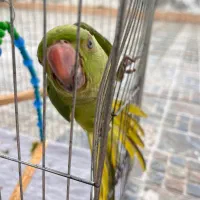 طوطی ملنگو ۱۰۰ روزه|پرنده|فریدون‌کنار, |دیوار