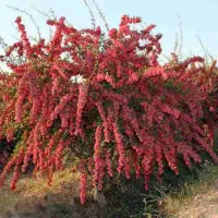 اصلاح درخت زرشک