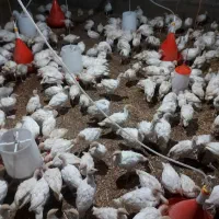 جوجه بوقلمون