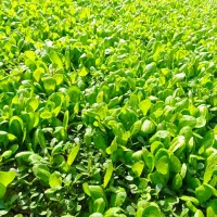 نهال کاهو|خدمات باغبانی و درختکاری|کردکوی, |دیوار