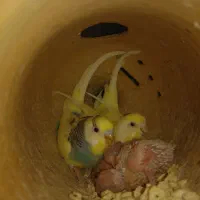 جفت مرغ عشق با جوجه و عروس هلندی