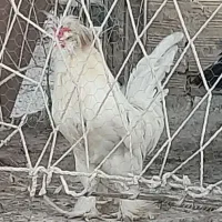 خروس لهستانی و مرغ تخم گذار