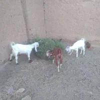 بزغاله