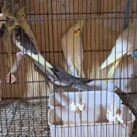 جوجه عروس هلندی سه ماهه|پرنده|رشت, نخودچر|دیوار