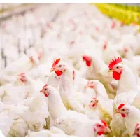 نیازمند نیروی کار جهت مرغداری مادرگوشتی بیدخت