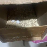 عروس هلندی|پرنده|هشتگرد, شهرک بوستان|دیوار