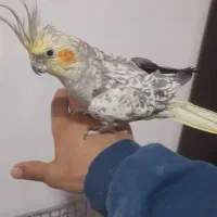 یک جفت عروس هلندی