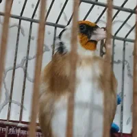 سهره نربخون