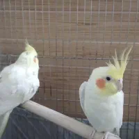 یه جفت عروس|پرنده|پاکدشت, پاکدشت (مامازند)|دیوار