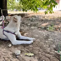 سگ هاسکی|سگ|یاسوج, |دیوار