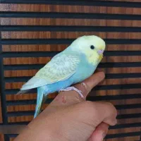 4 عدد مرغ عشق رینبو رام رنگ خاص|پرنده|پاکدشت, پاکدشت (مامازند)|دیوار