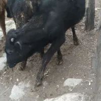 گوساله نر بومی و محلی