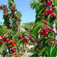 نــهالـسـتان تـخصـصی با کیـفیت صـادراتیـ