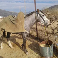 فروش ۲ تا اسب|اسب و تجهیزات اسب‌سواری|بانه, |دیوار