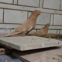 کبوتر نرو ماده|پرنده|ازنا, |دیوار