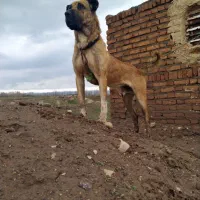 نر سرابی نگهبان