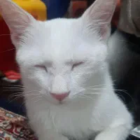 گربه|گربه|ارومیه, |دیوار
