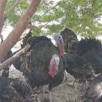 تخم بوقلمون نطفه دار