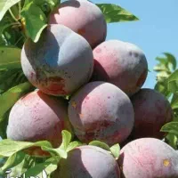 پیش فروش نهال الو شابلون دوساله