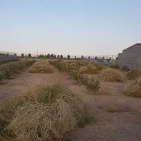 باغ ۲۰۰۰ متری روبروی اسنوا با درختان پسته پیوندی|فروش دفتر صنعتی، کشاورزی، تجاری|شاهین‌شهر, مورچه خورت|دیوار