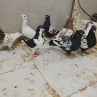 ادرس قزوین الوند|پرنده|الوند, |دیوار