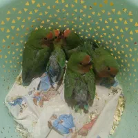 طوطی برزیلی شیطون و زیبا|پرنده|فردیس, داوری|دیوار