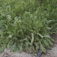 کاسنی و نعناع ارگانیک