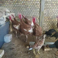 بوقلمون‌قرمزومشکی‌محلی،مرغ  محلی|حیوانات مزرعه|بوکان, |دیوار