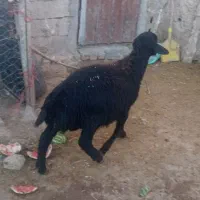 همچی تمام|حیوانات مزرعه|بزینه رود, |دیوار