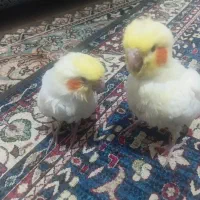 جوجه عروس