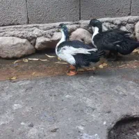 اردک نر ماده|حیوانات مزرعه|دره شهر, |دیوار