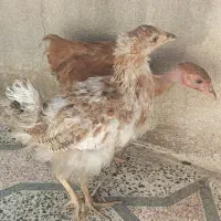 دوعدد جوجه