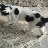 بچه گربه نر|گربه|آزادشهر, |دیوار