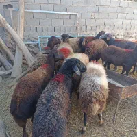 14رس میشه افشار همه آبستن اکثرن شیره دار