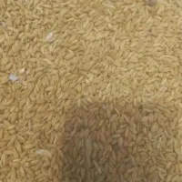 گندم بوجاری