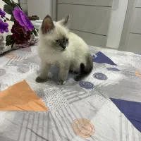 گربه سیامی و اسکاتیش|گربه|بندرعباس, |دیوار